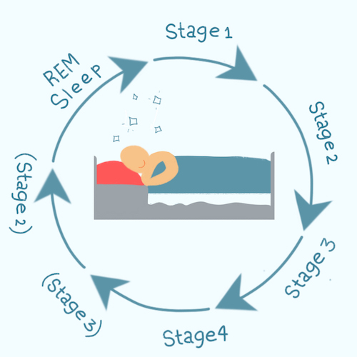 *Stages in parenthesis () can shift or be skipped depending on person and the number of sleep cycles.